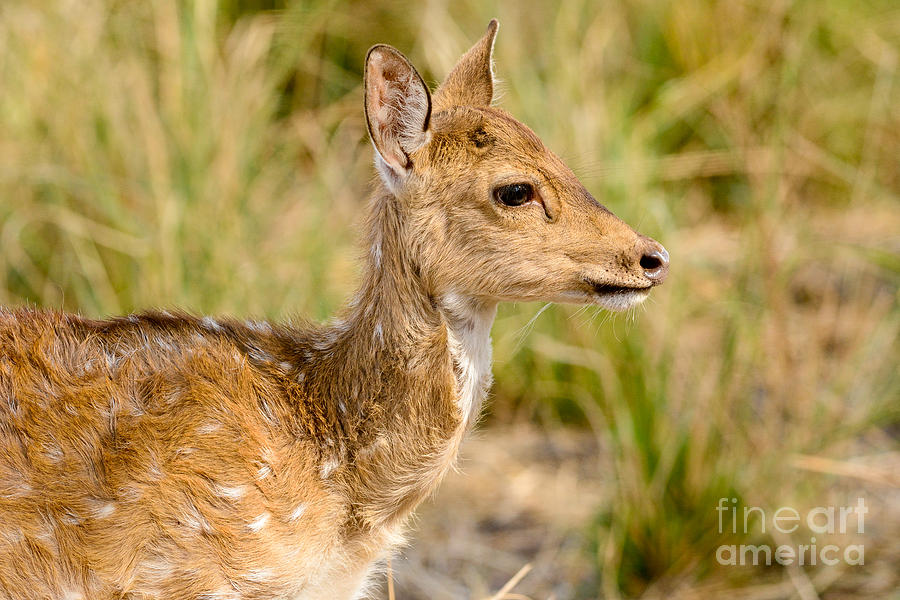 Deer Photograph - Velvet coat of the spotted deer by Fotosas Photography