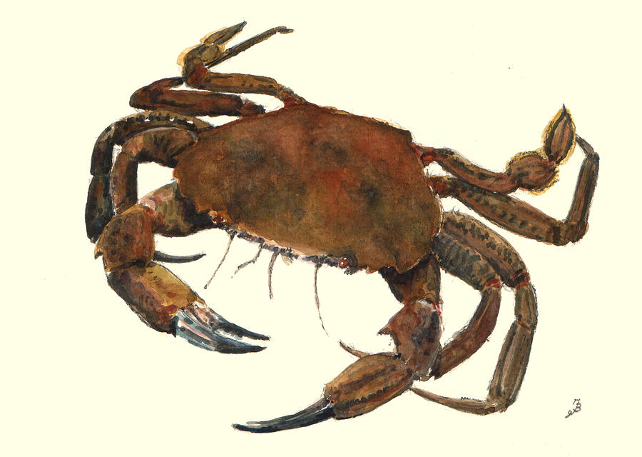 Wildlife Painting - Velvet crab by Juan  Bosco