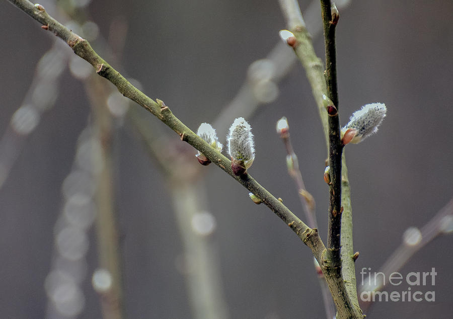 Velvet Photograph by Lyudmila Prokopenko Fine Art America