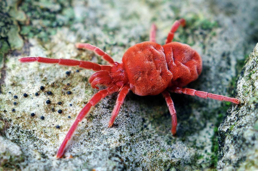 Velvet Mite On A Rock Photograph by Thomas Shahan/science Photo Library ...