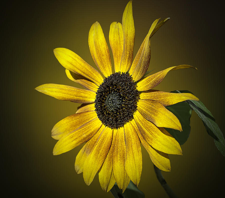 Sunflower Photograph - Velvet Queen Sunflower by Jatin Thakkar