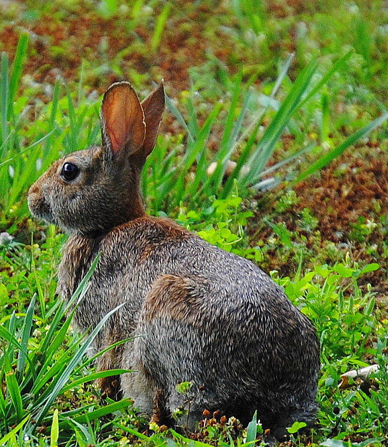 webkinz red velvet rabbit