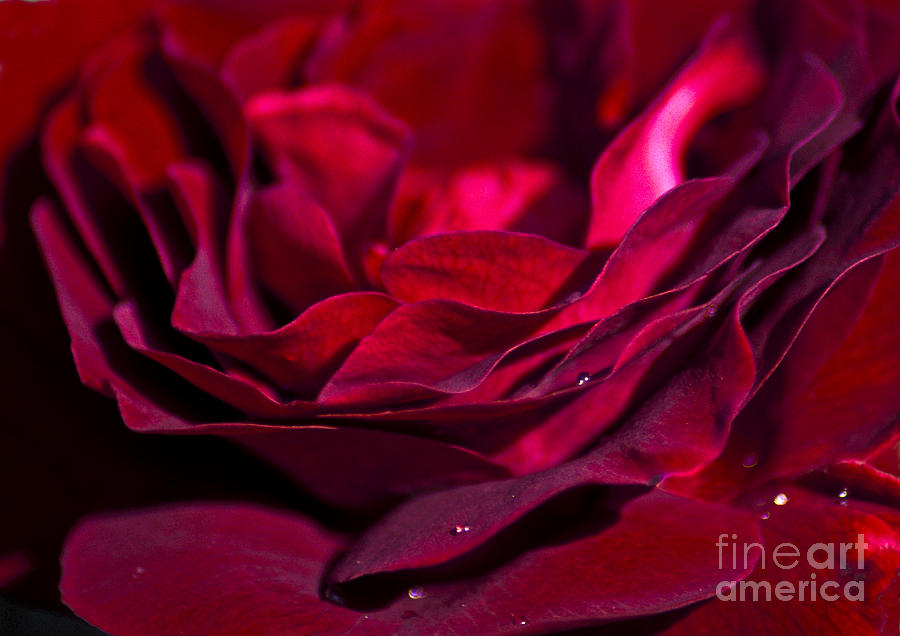 Rose Photograph - Velvet Red Rose by Jan Bickerton