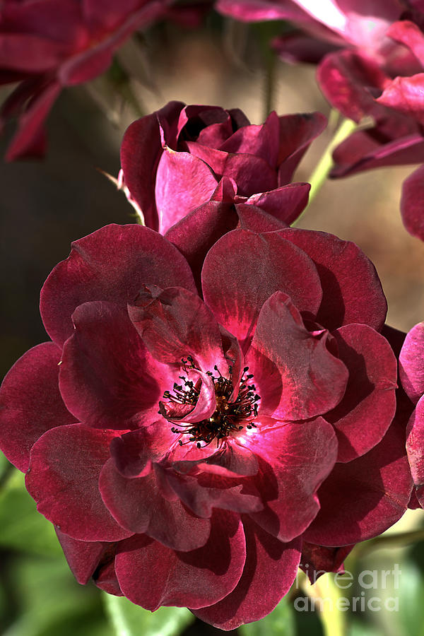 Velvet Red Rose Photograph by Joy Watson