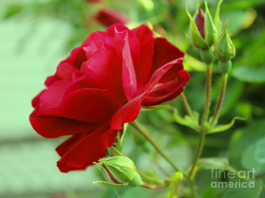 Velvet Red Rose Photograph by Judy Palkimas
