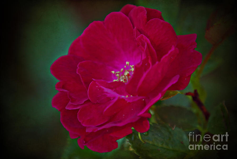 Velvet rose Photograph by Elizabeth Winter