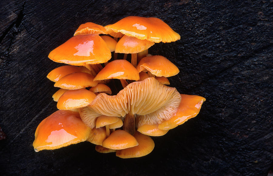 Nature Photograph - Velvet Shank Fungus by Nigel Downer