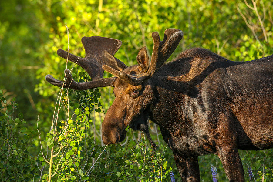 Velvet Stroll Photograph by Kevin Dietrich