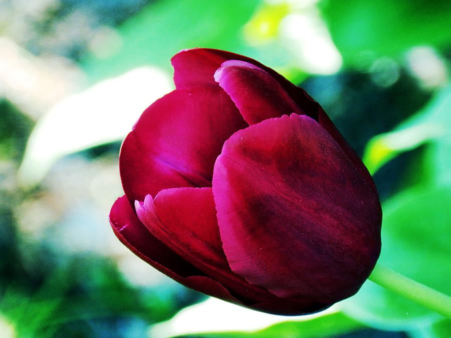 Velvet Tulip Photograph by Zinvolle Art