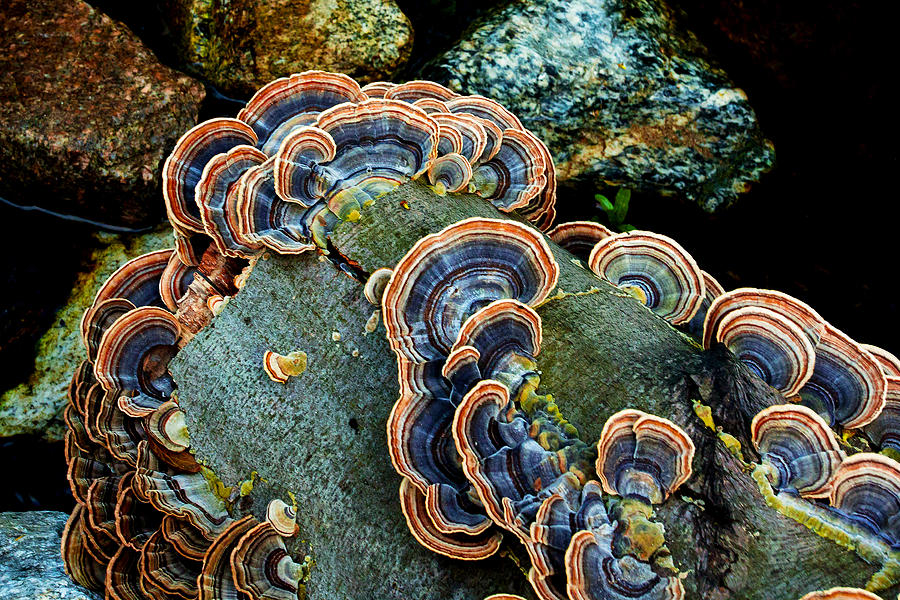 Velvet Wild Mushrooms  Photograph by Jerry Cowart