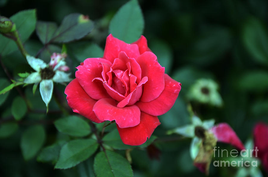 Velvety Rose Photograph by Paul Mashburn