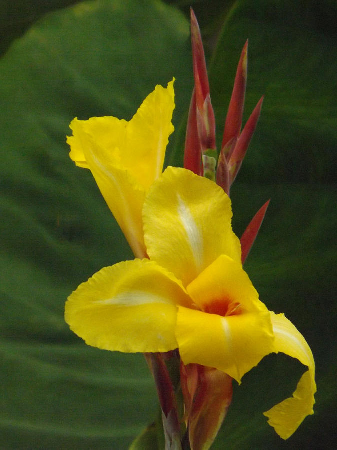Velvety Yellow Iris  Photograph by Brenda Brown