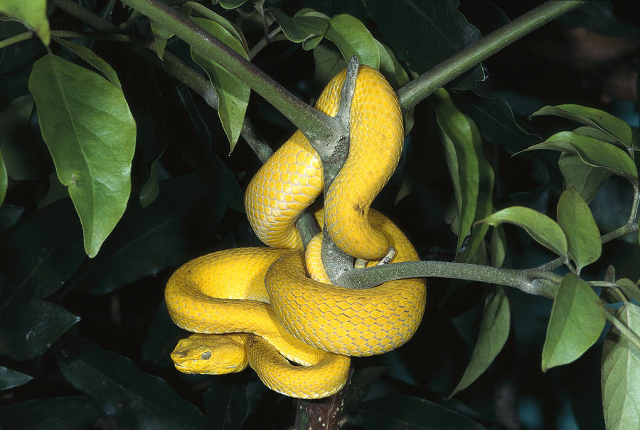 Vemonous Mcgregors Pit Viper Coiled Photograph by San Diego Zoo