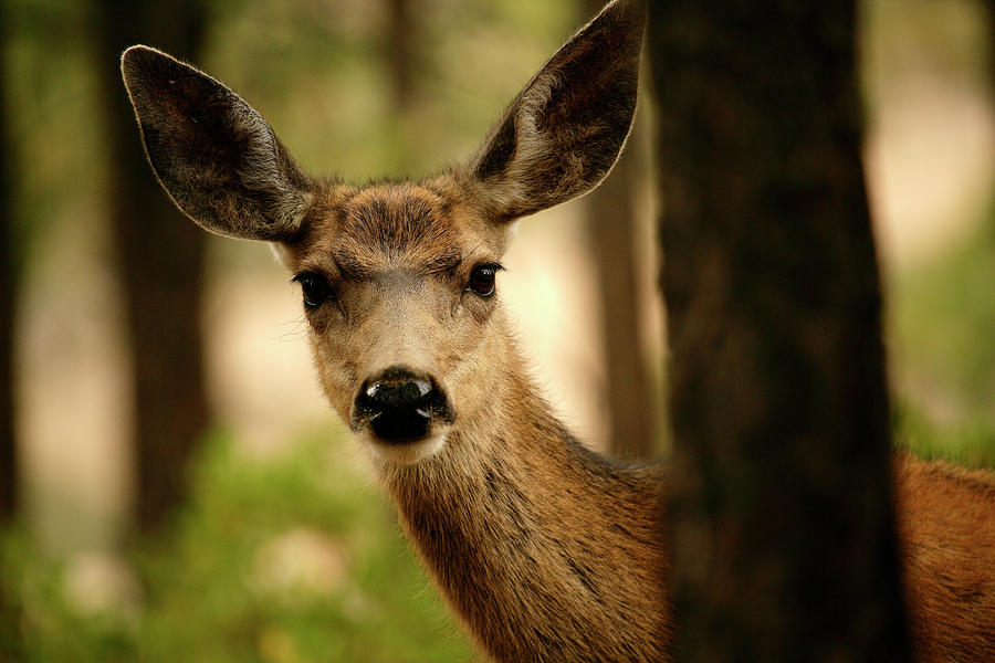 Venado Bura- Small Deer-bryce Canyon Photograph by David Santiago ...