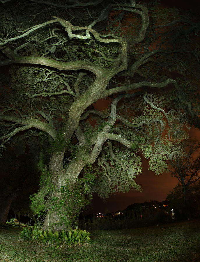 Venerable Oak at Night Photograph by John Henry Baird Fine Art America