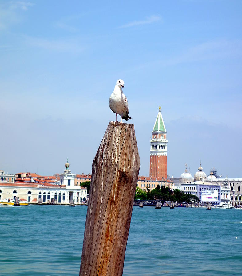 Venetian Seagull Photograph