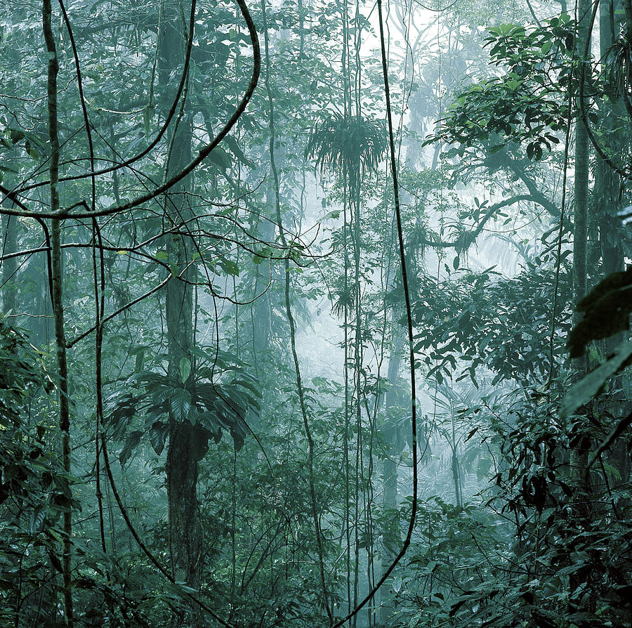 Venezuela Rainforest Photograph by Karl Weidmann
