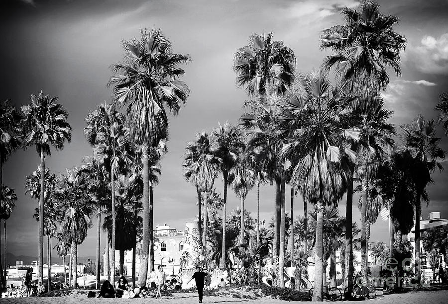 Venice Beach Palms Photograph by John Rizzuto