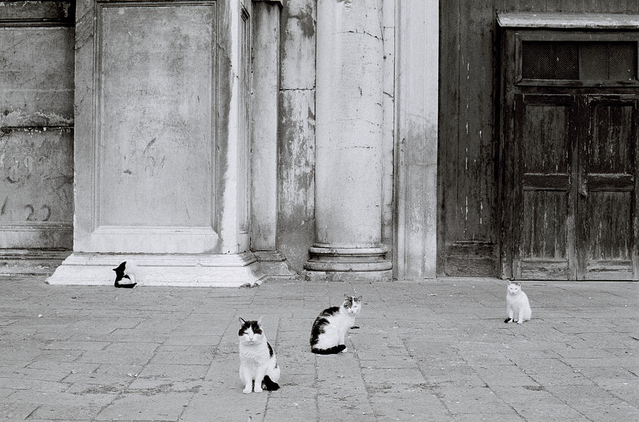 Cats Of Venice Photograph by Shaun Higson