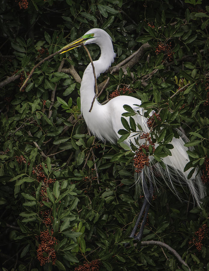 Venice Rookery Egret Photograph by Donald Brown