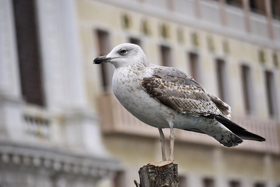 Venice Seagull Photograph by Ivan Slosar