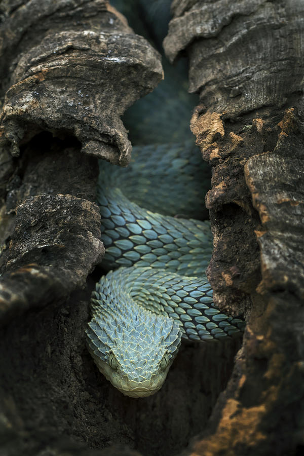 Venomous Bush Viper Snake Creeping in Hollow Tree Photograph by Mark Kostich
