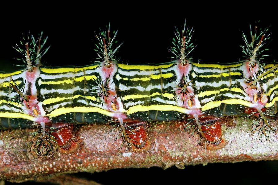 Nature Photograph - Venomous Spines On A Caterpillar by Dr Morley Read/science Photo Library
