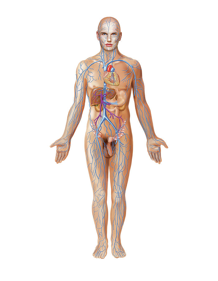Anatomy Photograph - Venous System by Asklepios Medical Atlas