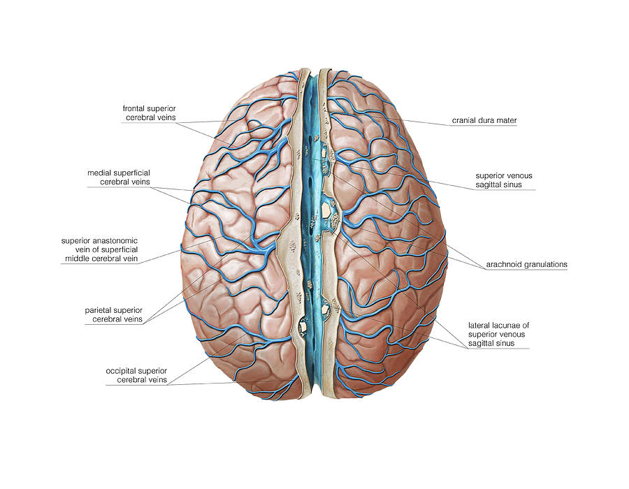 Anatomy Photograph - Venous System Of The Brain by Asklepios Medical Atlas