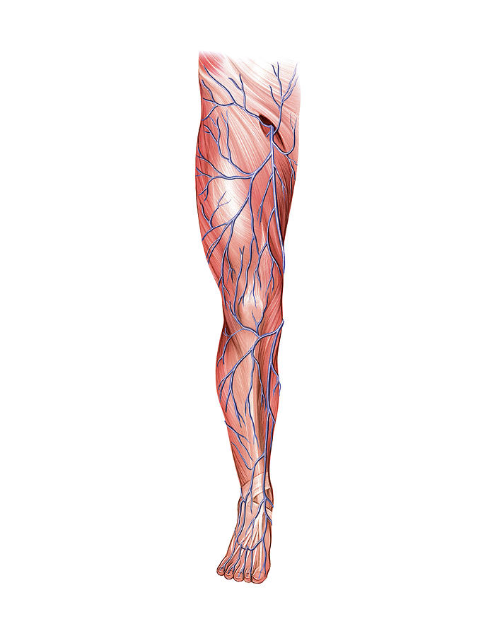 Venous System Of The Lower Limb by Asklepios Medical Atlas