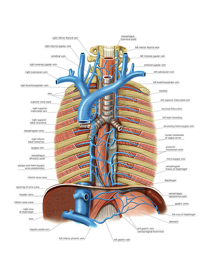 Venous System Of The Oesophagus Photograph By Asklepios Medical Atlas My Xxx Hot Girl 6303