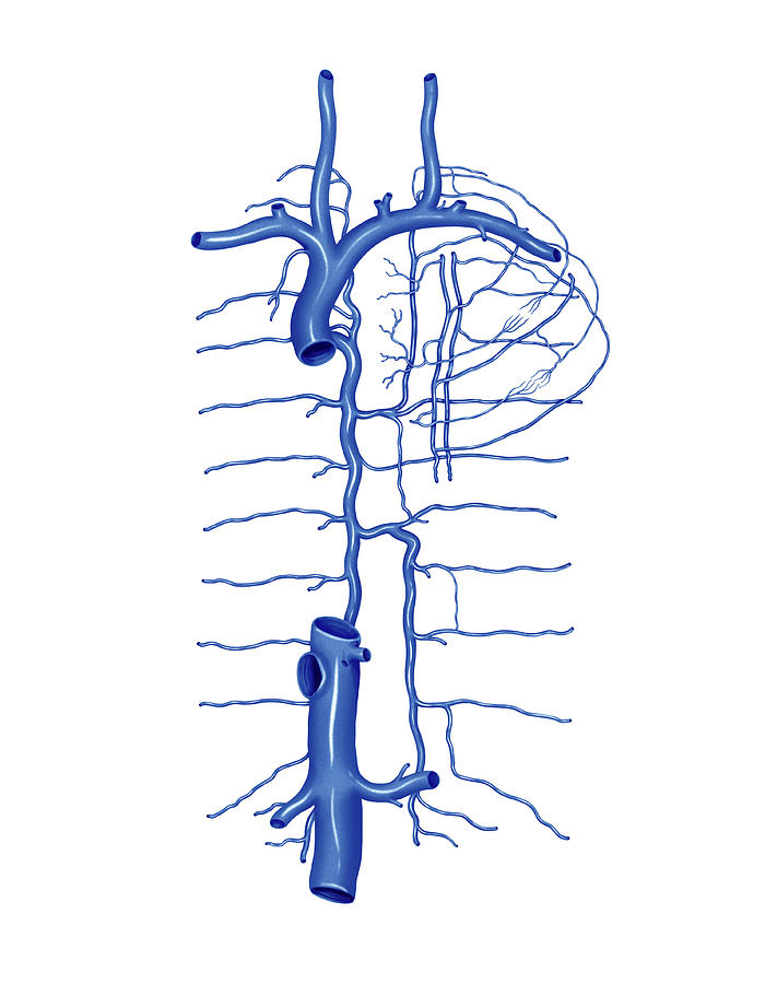 Venous System Of The Torso by Asklepios Medical Atlas