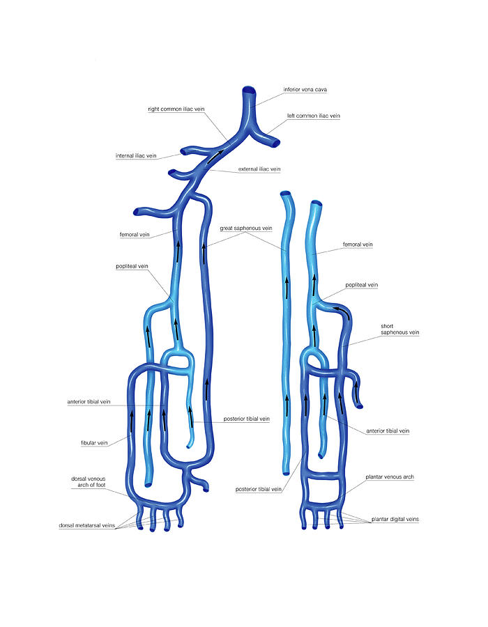 Venous System Of The Upper Limb Photograph by Asklepios Medical Atlas