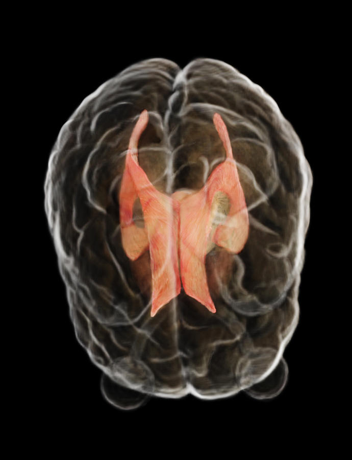 Ventricles Photograph by Anatomical Travelogue