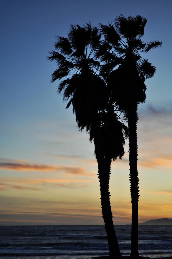 Ventura Palm Sunset Photograph by Kyle Hanson