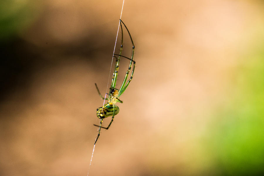 Ventusa Orhard Spider 2 Photograph by Douglas Barnett
