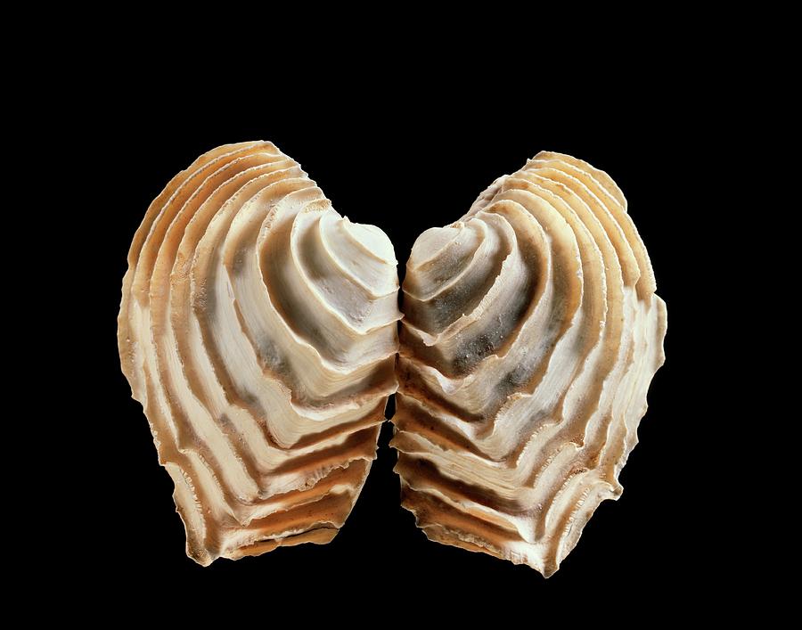 Nature Photograph - Venus Clam Shell by Gilles Mermet