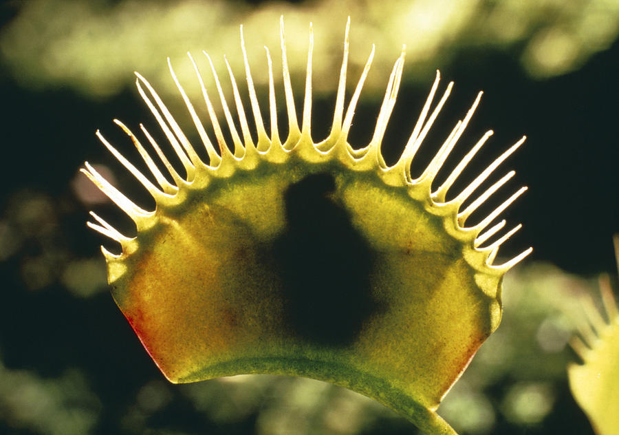  Venus  Fly  Trap  Photograph by Perennou Nuridsany