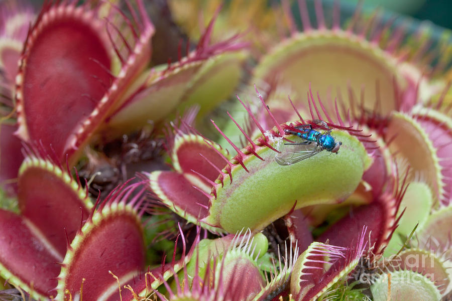 Venus Flytrap With Prey Photograph by Inga Spence
