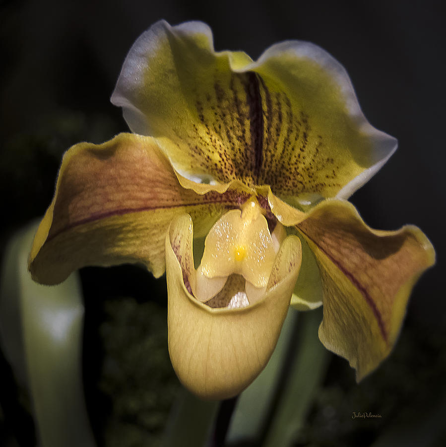 Paphiopedilum Photograph - Venus Slipper Orchid by Julie Palencia