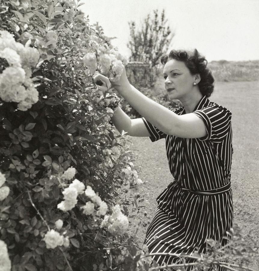 Vera Lounsbery Gardening Photograph by John Rawlings Vera Lounsbery Gardening Photograph by John Rawlings