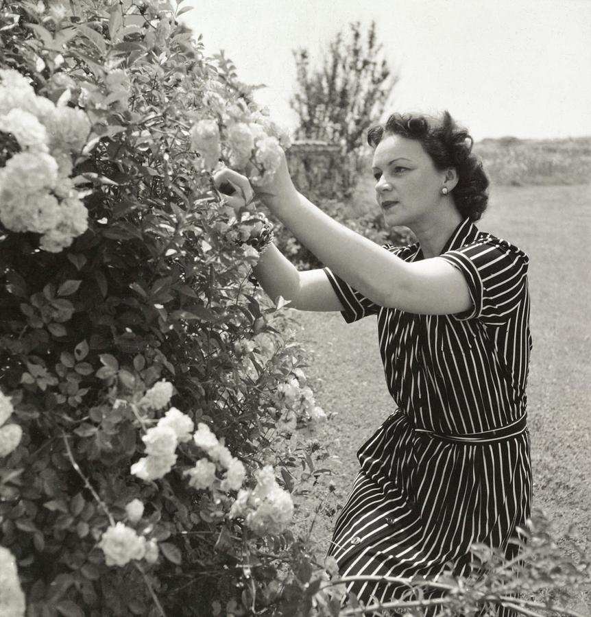 Vera Lounsbery Gardening Photograph by John Rawlings