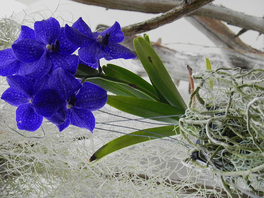 Epiphyte Photograph - Vera The Vanda by Patricia Greer
