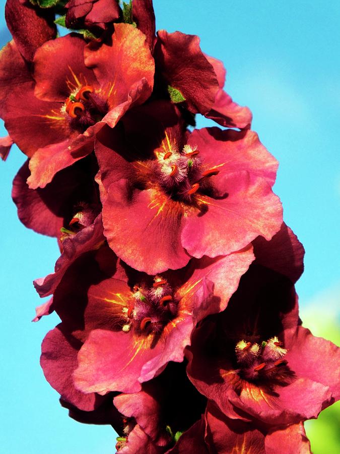 Verbascum cherry Helen Flowers Photograph by Ian Gowland