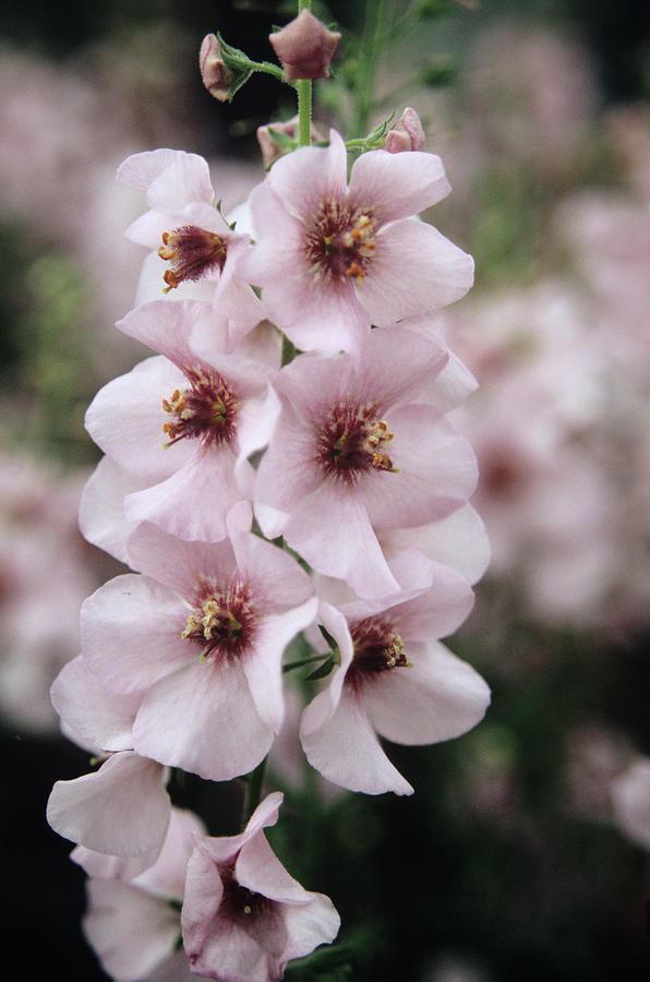 Verbascum Photograph by Science Photo Library Verbascum Photograph by Science Photo Library