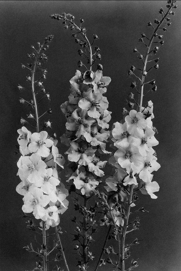 Verbascum Phoeniceum Flowers Photograph by J. Horace McFarland