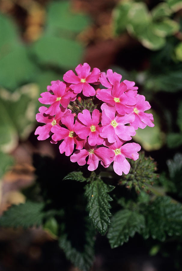 Verbena coral Pink Flowers Photograph by Adrian Thomas/science Photo Library