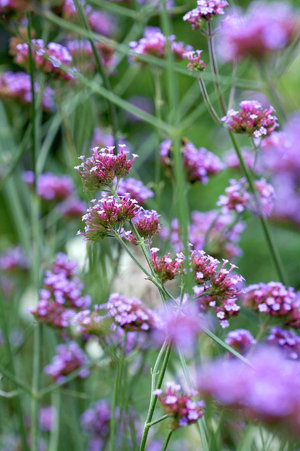 Flower Photograph - Verbena Flowers (verbena Sp.) by Rachel Warne/science Photo Library