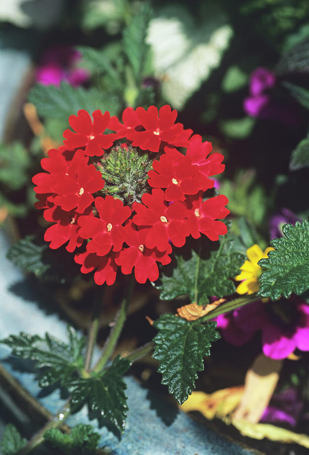 Nature Photograph - Verbena scarlet Flowers by Adrian Thomas/science Photo Library