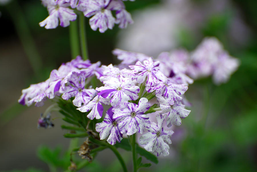 Summer Photograph - Verbena twinkle Purple by Ian Gowland/science Photo Library